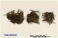 藏品(合葉蘚)的圖片